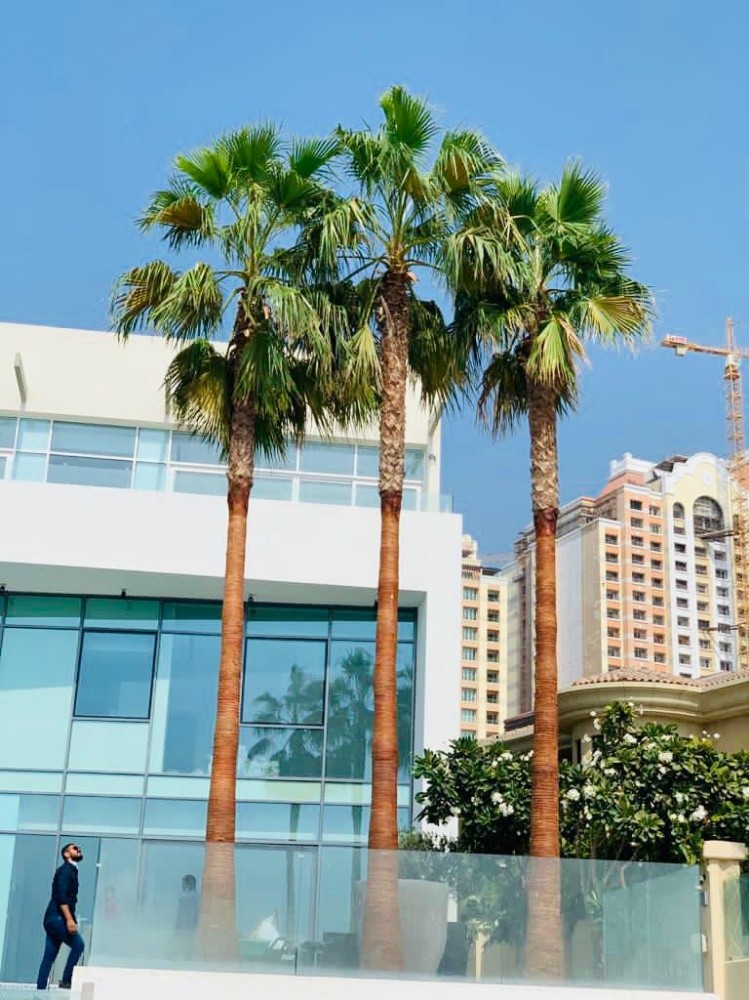 زراعه جميع انواع النخيل 55079950 - 1