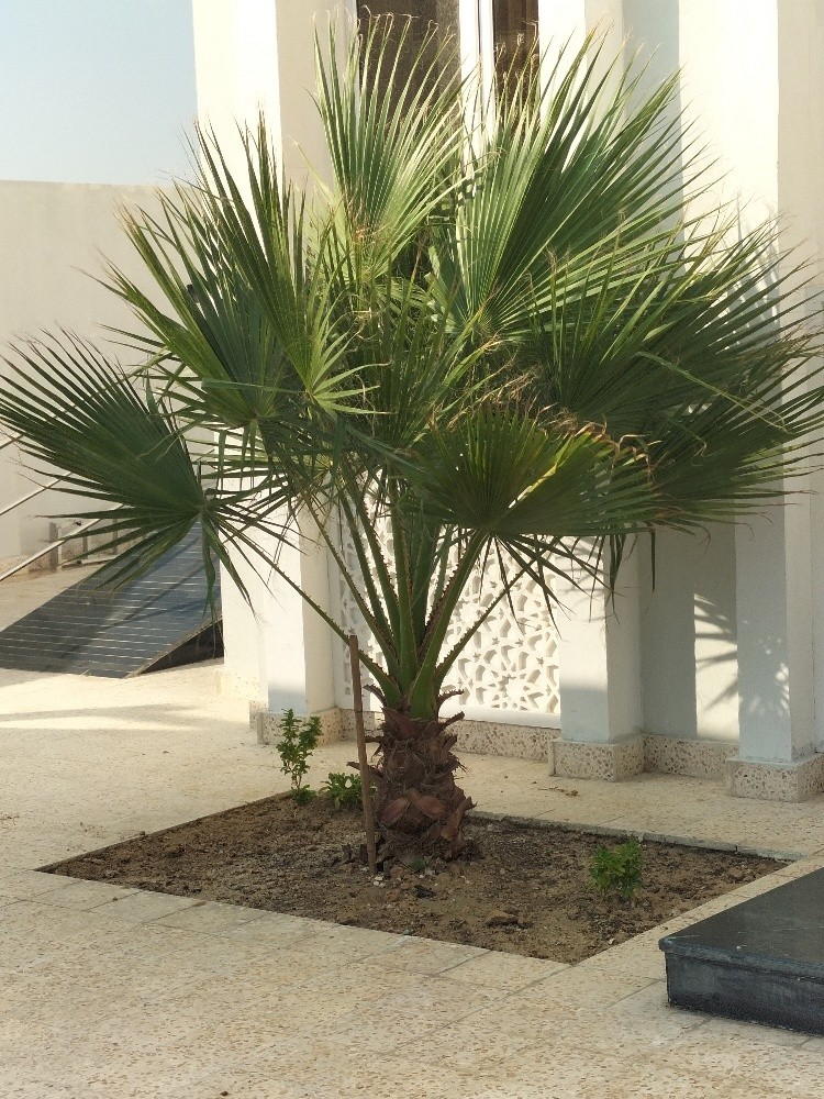 زراعه جميع انواع النخيل 55079950 - 7