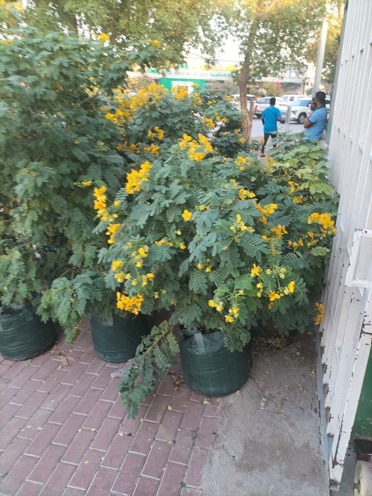 زراعه جميع انواع النخيل 55079950 - 8