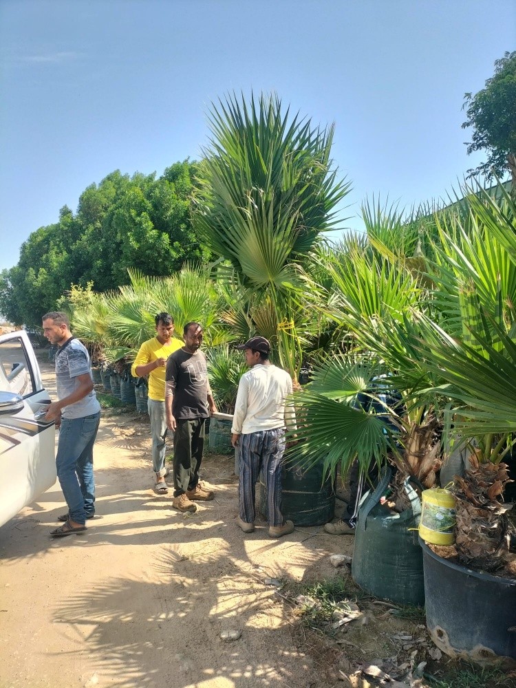 زراعه جميع انواع النخيل 55079950 - 6