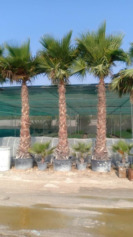 زراعه جميع انواع النخيل 55079950 - 2