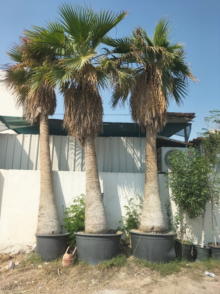 زراعه جميع انواع النخيل 55079950 - 9