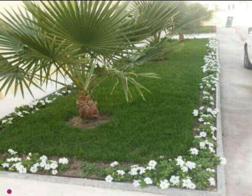 تنظيف وتركيب النخيل 55079950 - 9