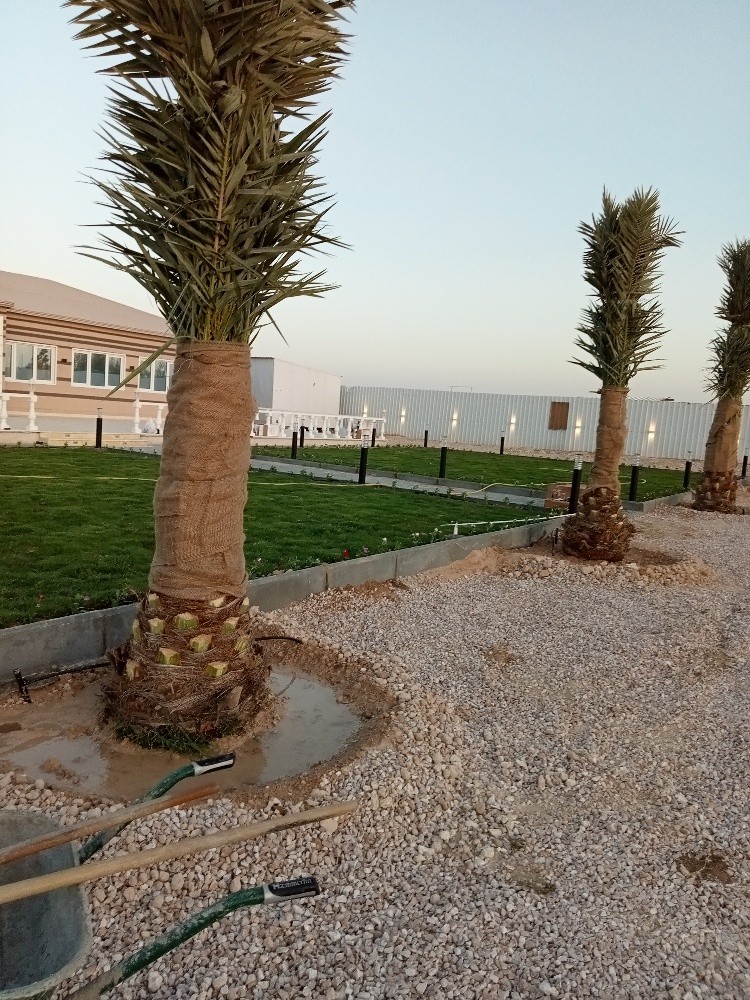 زراعة النخيل والعشب - 5
