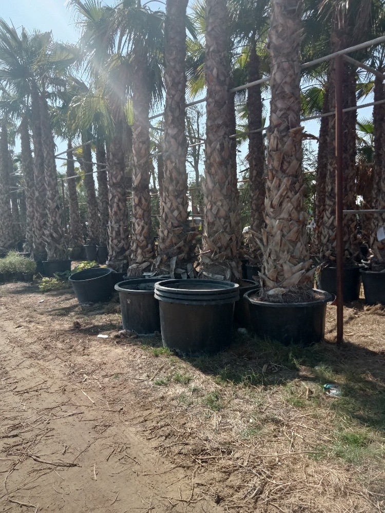 زراعة النخيل والعشب - 6
