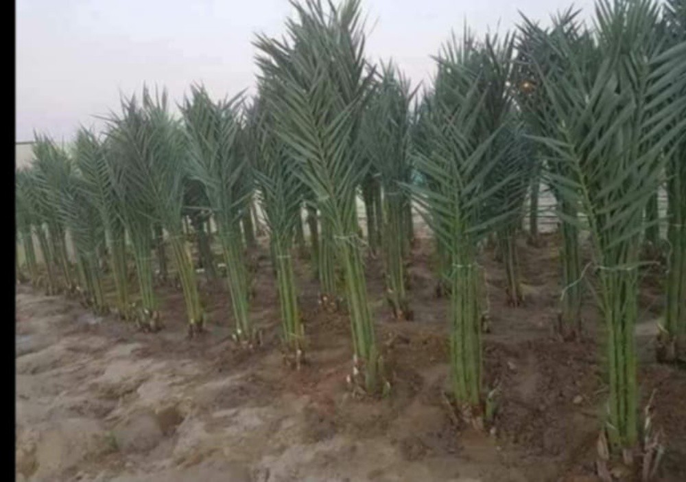 زراعة النخيل والعشب - 3