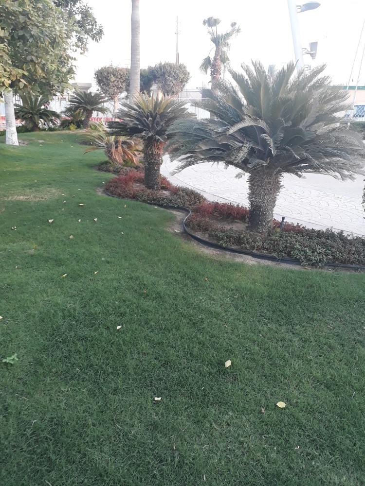 زراعة النخيل والعشب - 12