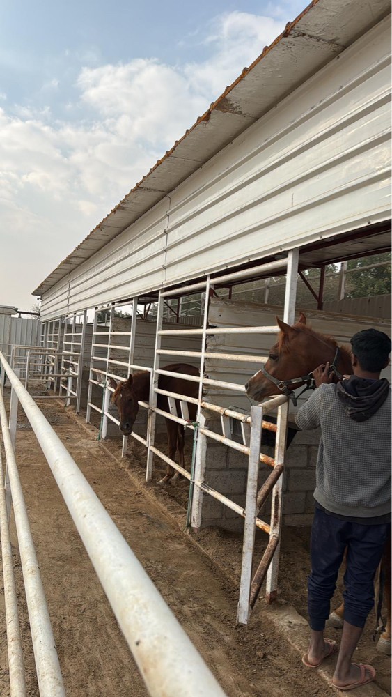 ايواء ايجار اسطبل خيول الشحانية - 1