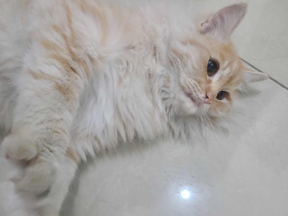 Persian cat - 3