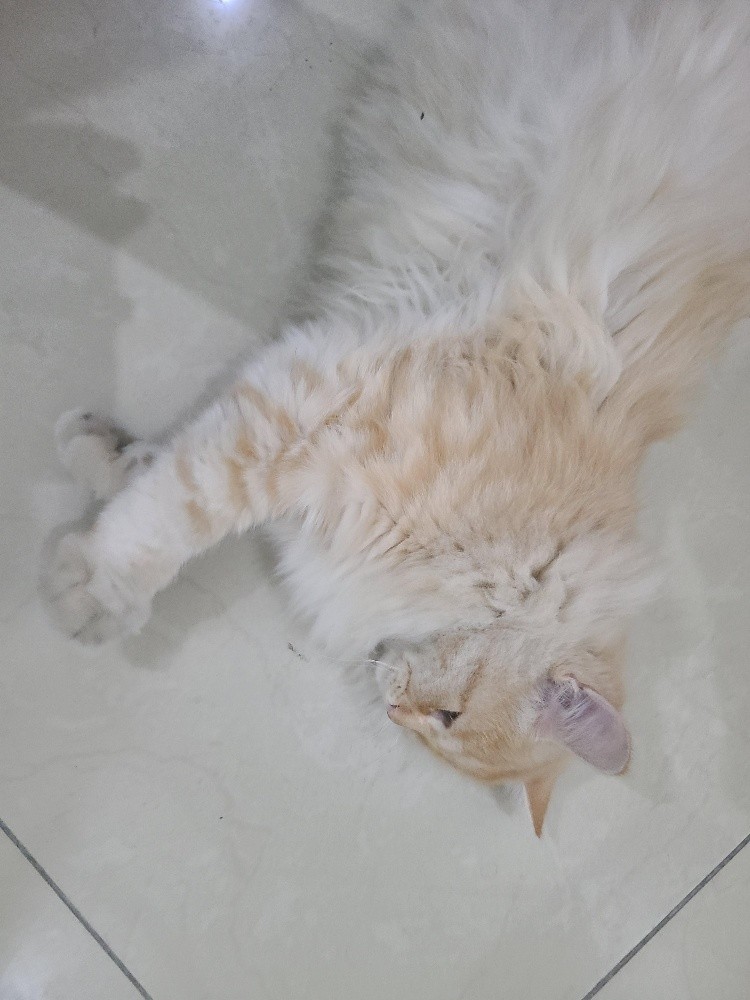 Persian cat - 4