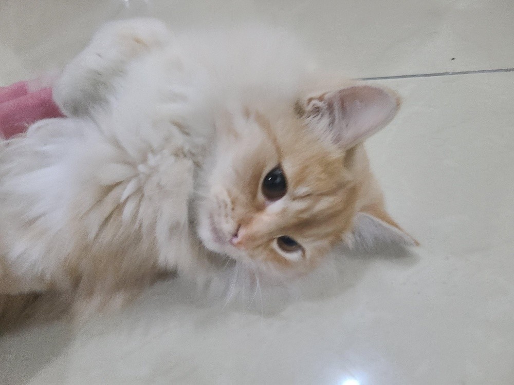 Persian cat - 2