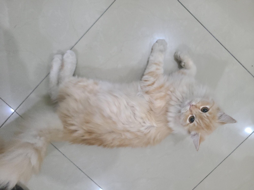 Persian cat - 1