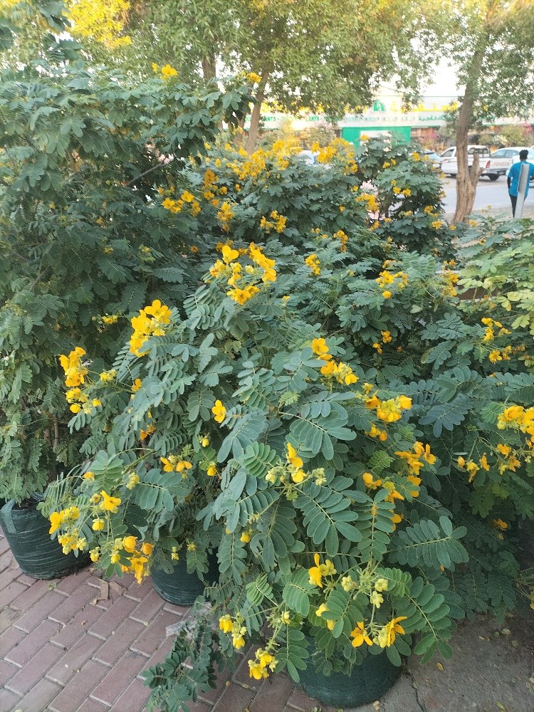 مصمم حدائق 55079950 - 4