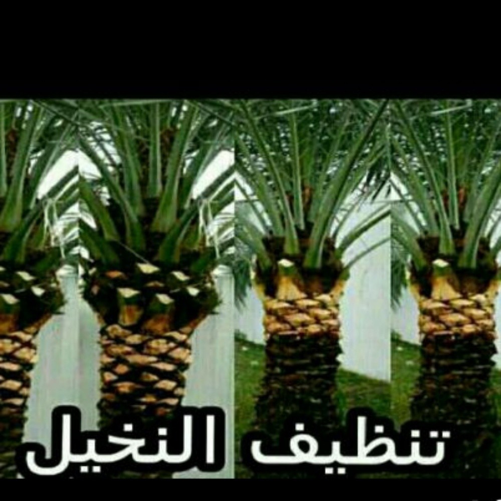 تنظيف النخيل  55079950 - 3