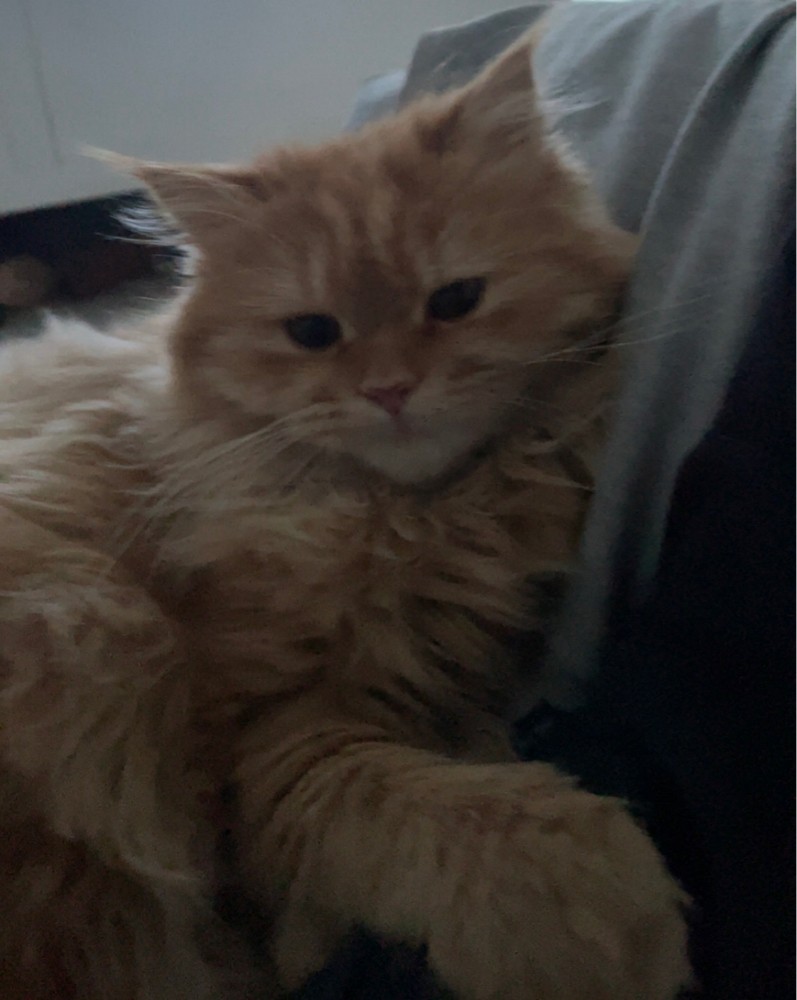Cat for mating  - 3