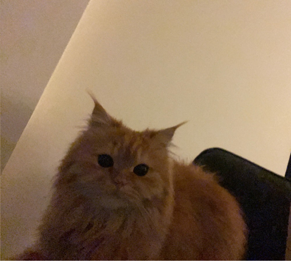 Cat for mating  - 4