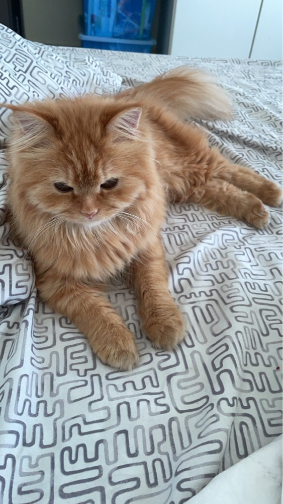 Cat for mating  - 2