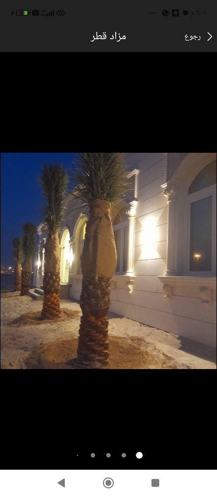 نخيل - 1