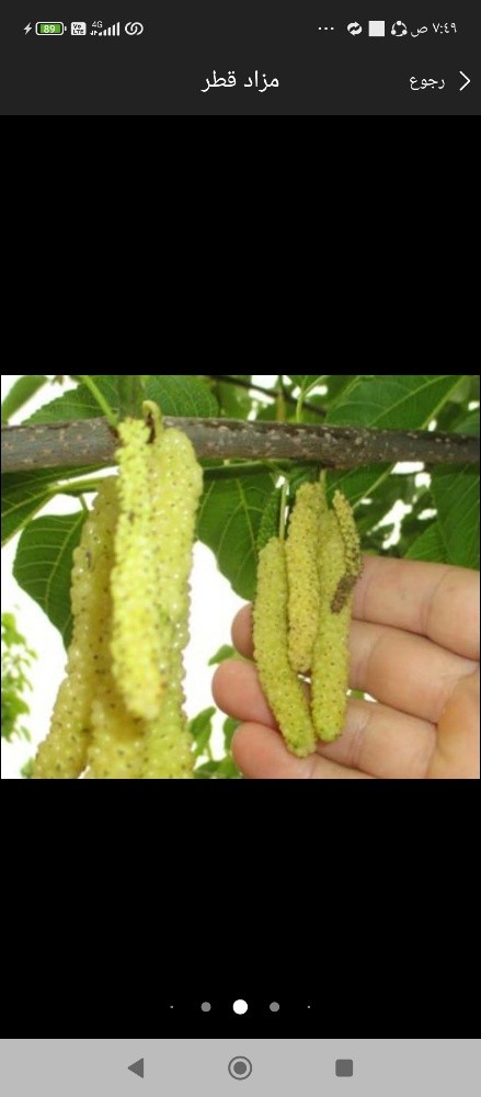 معالجه الاشجار - 3