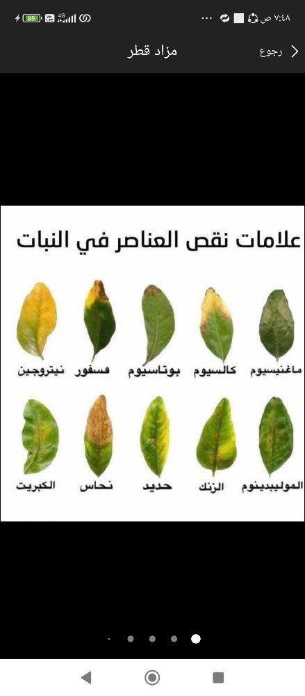 معالجه الاشجار - 1