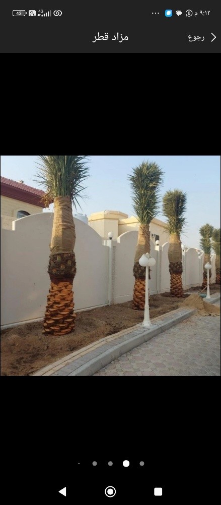 نخيل - 1