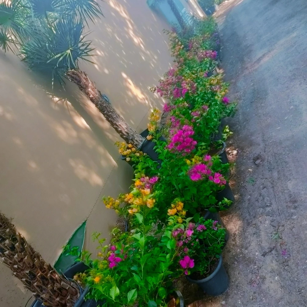 اجمل الحدائق - 4