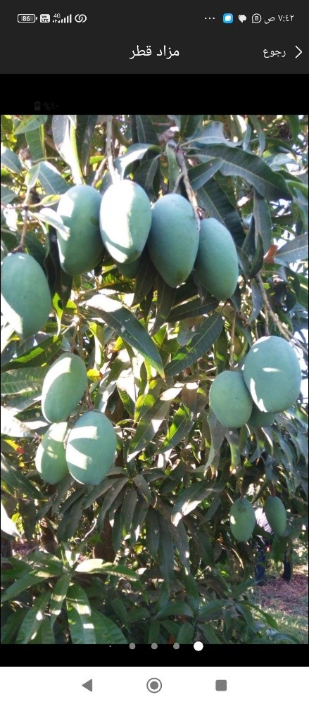 زراعه جميع الاشجار - 1