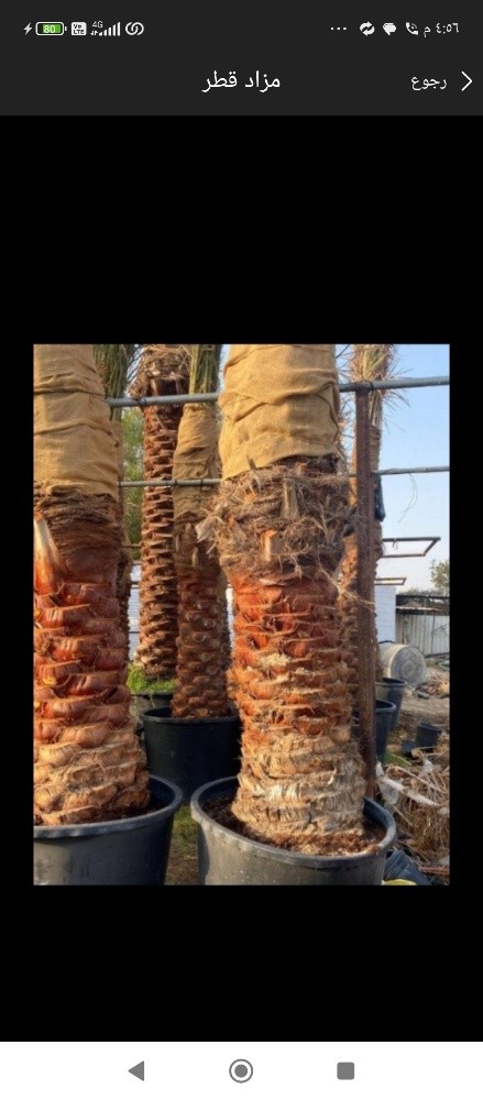 نخيل تقريب النخيل - 1