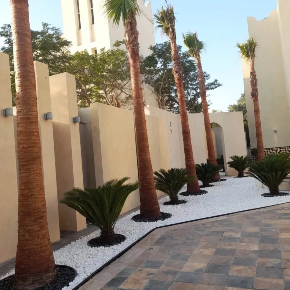 اشجار الزينه - 1