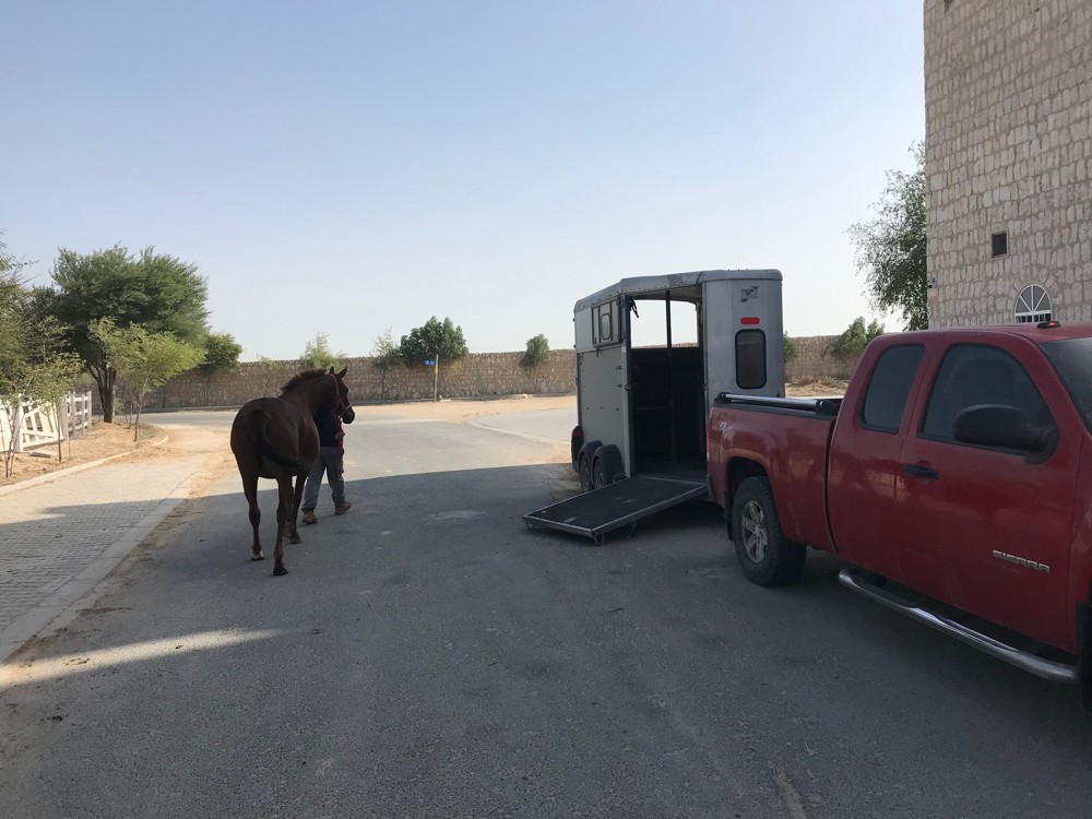 Jumping horse transport - 2