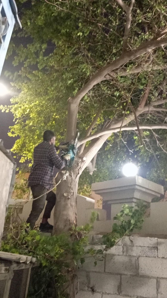 نقوم بعمل تقطيع الاشجار - 1