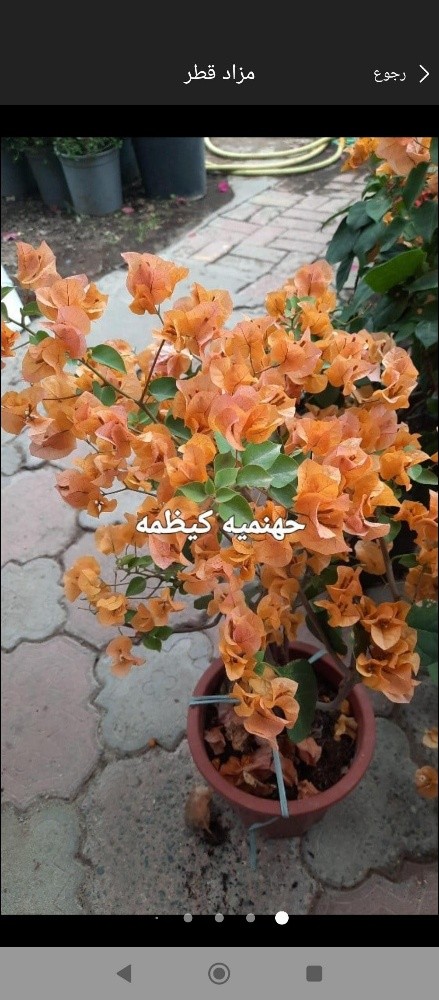 زراع - 4