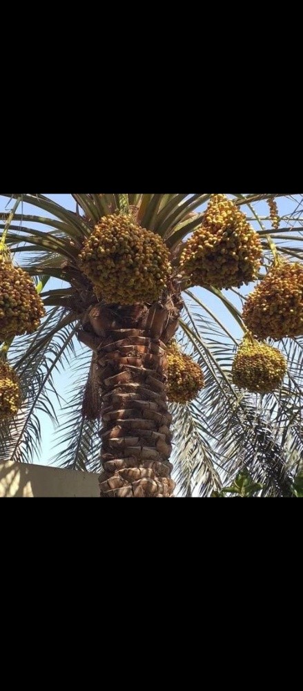 تلقيح النخيل - 1