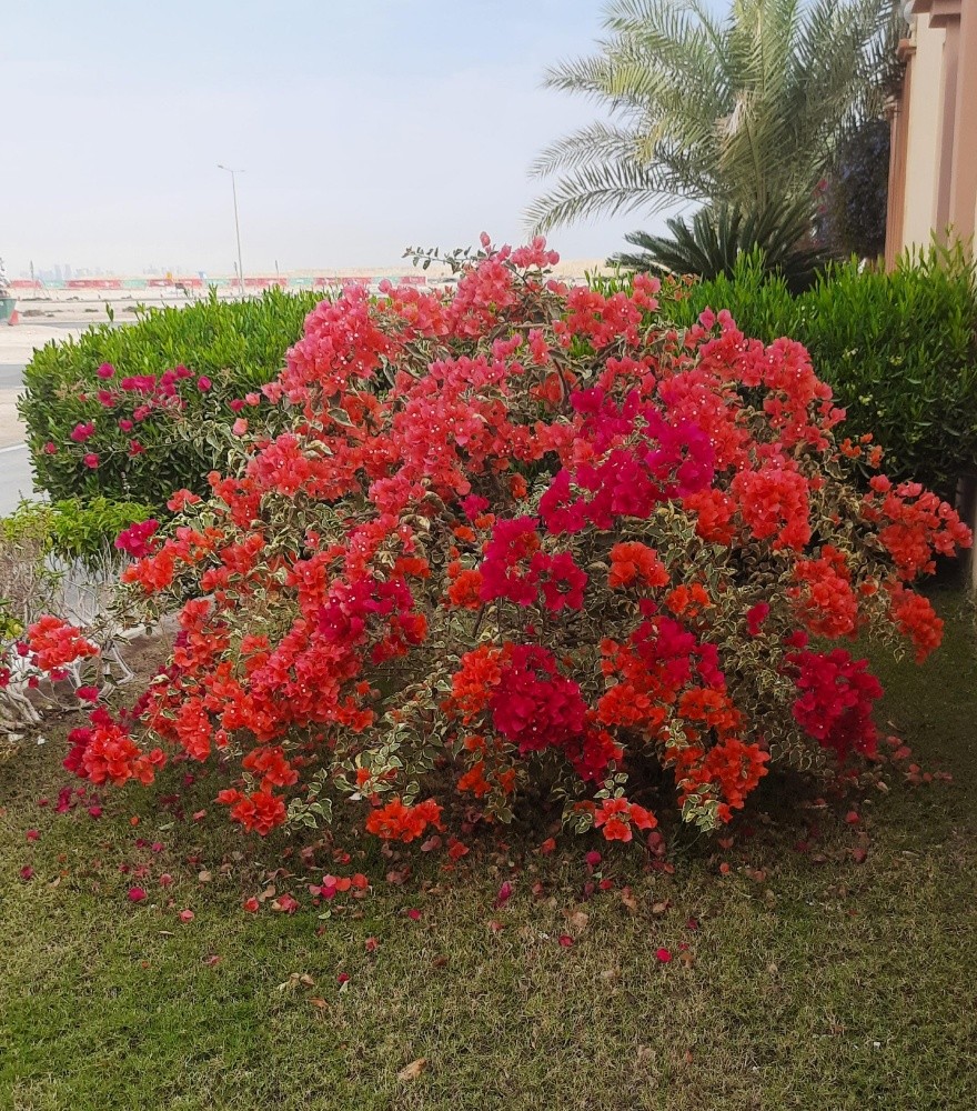 أعمال الزراعه - 10