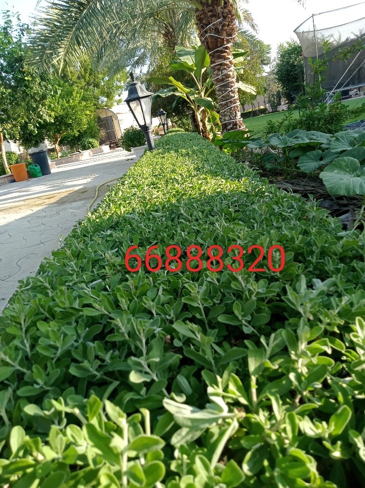زراعه الحدائق - 5