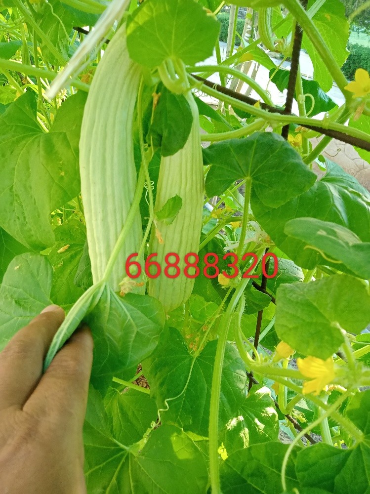 زراعه الحدائق - 7