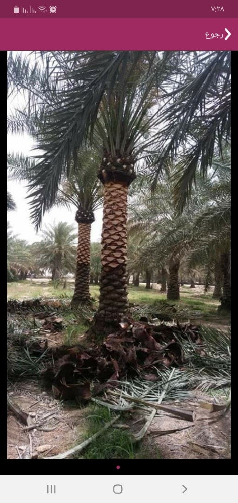 أعمال الحدايق وتركيب الانترلوك - 13
