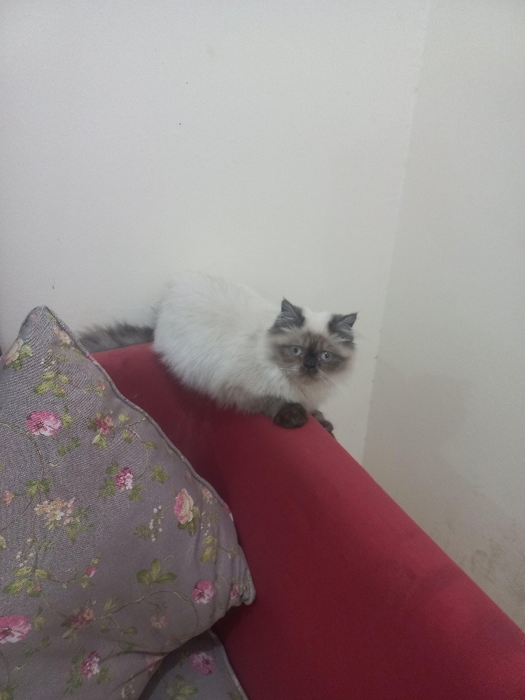 Becky Face Cat - 2