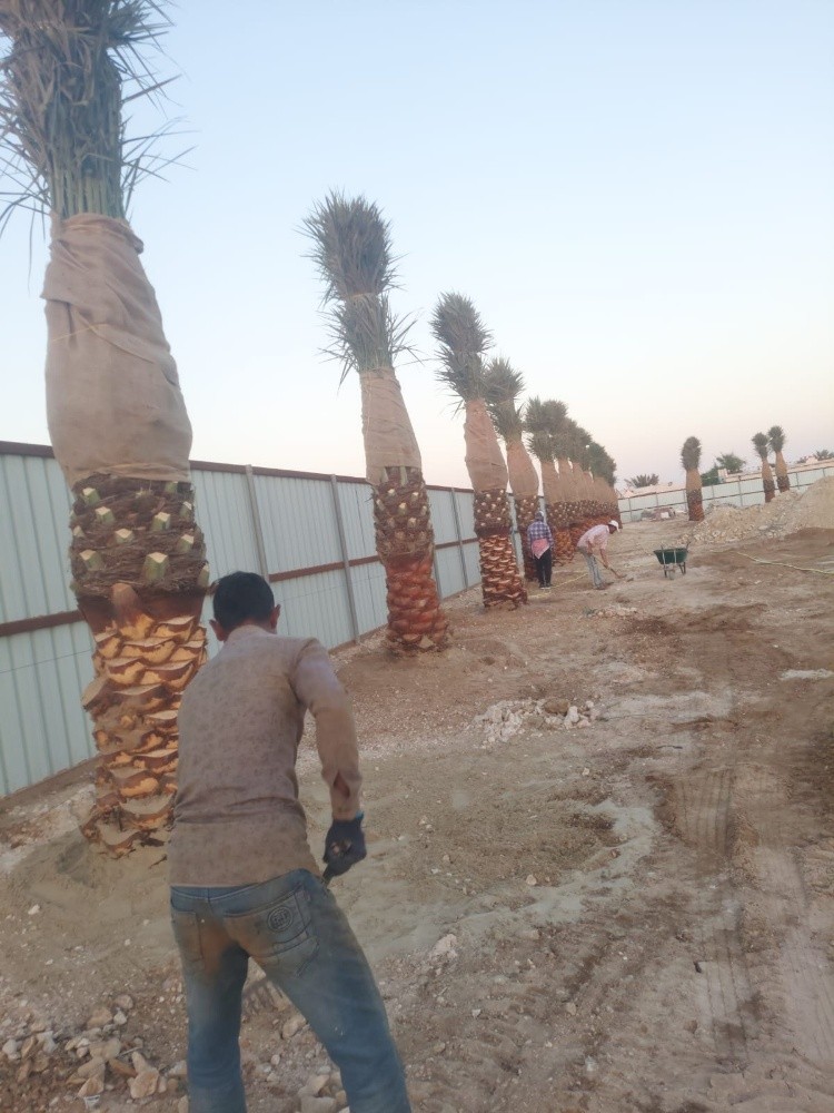 زراعه وديكور - 2