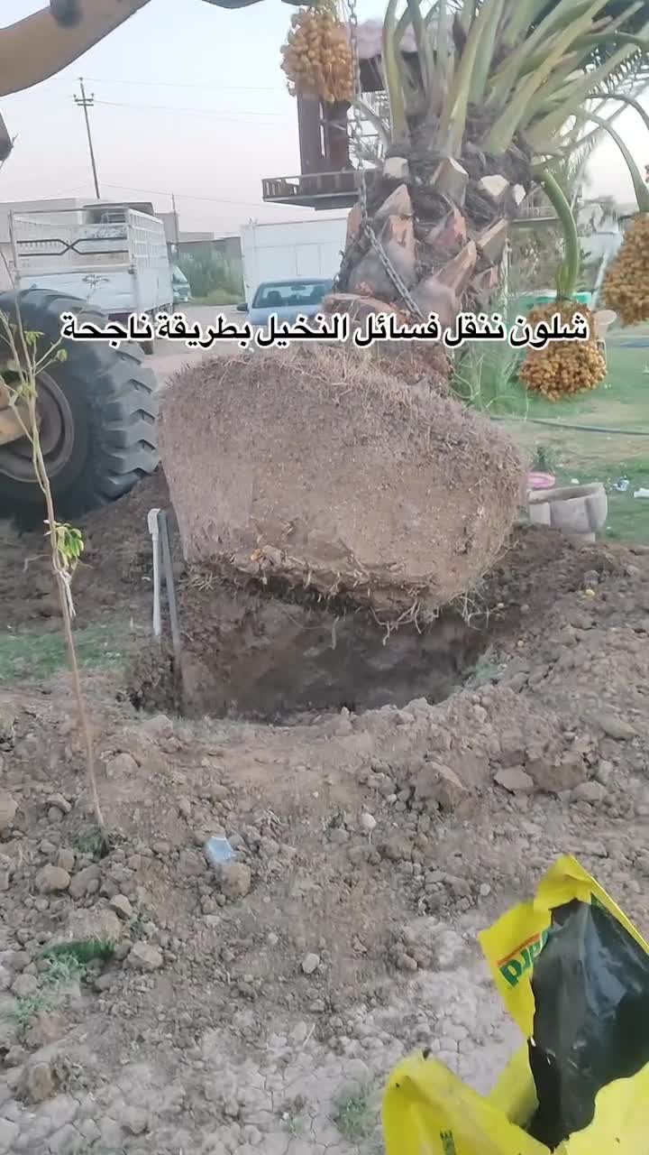 توريد وتركيب جميع انواع النخل - 1