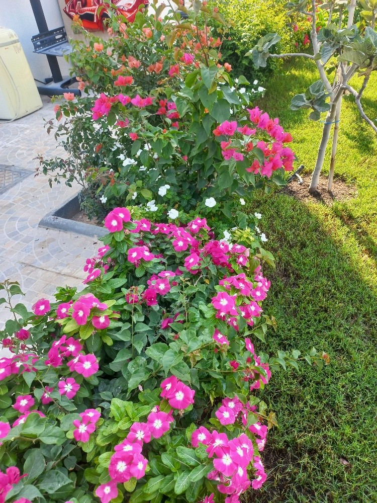 زراعة ورود - 4