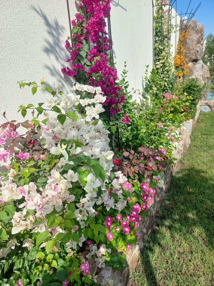زراعة ورود - 2