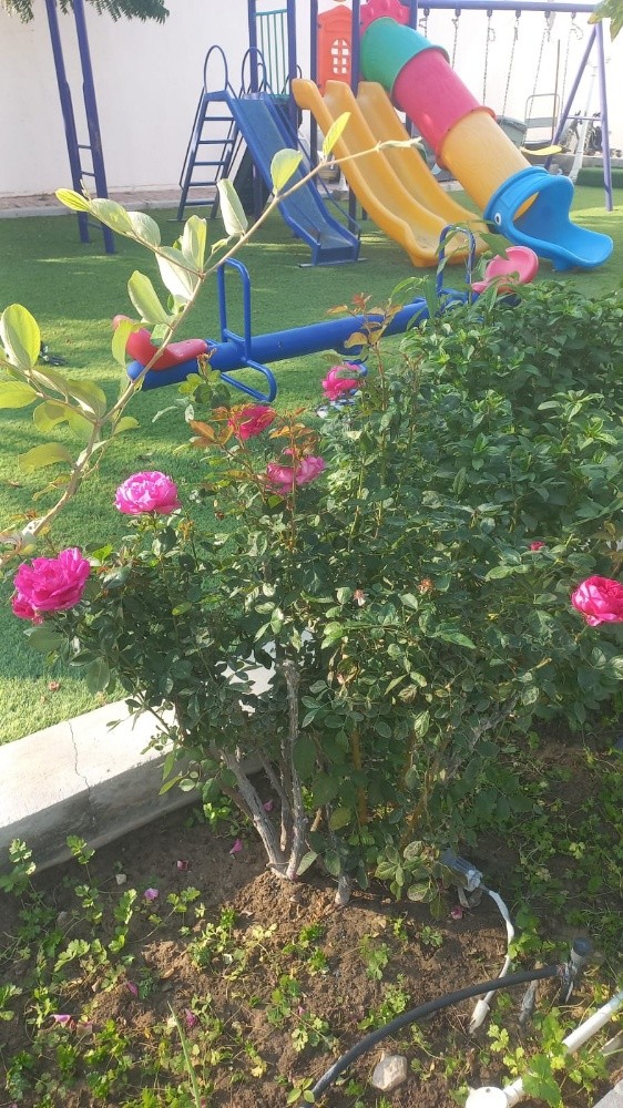 العنايه ب الحديقه - 12