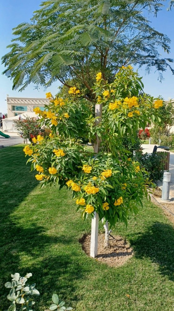 العنايه ب الحديقه - 10