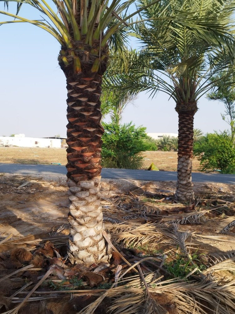 زراعة نخيل - 6