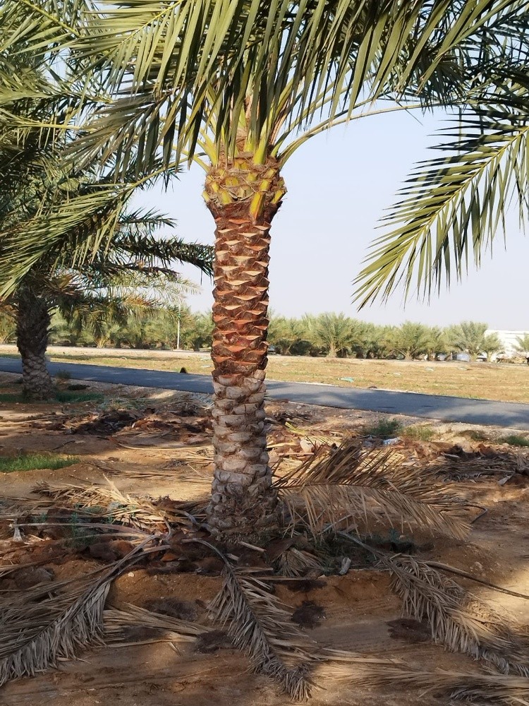 زراعة نخيل - 7
