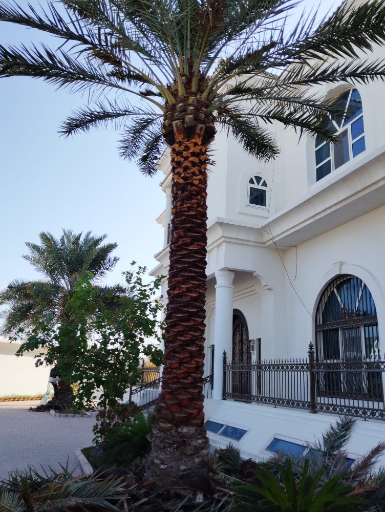 زراعة نخيل - 3