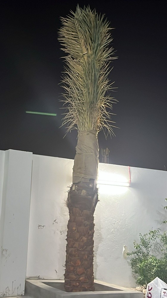 نخيل - 6