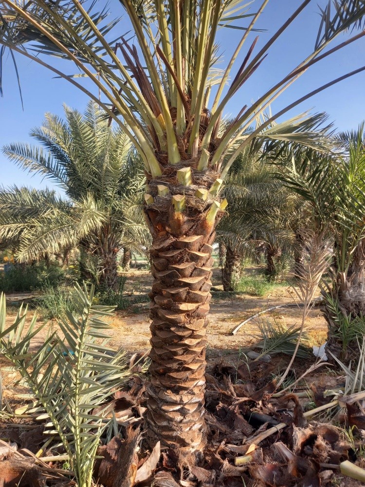نخيل - 5