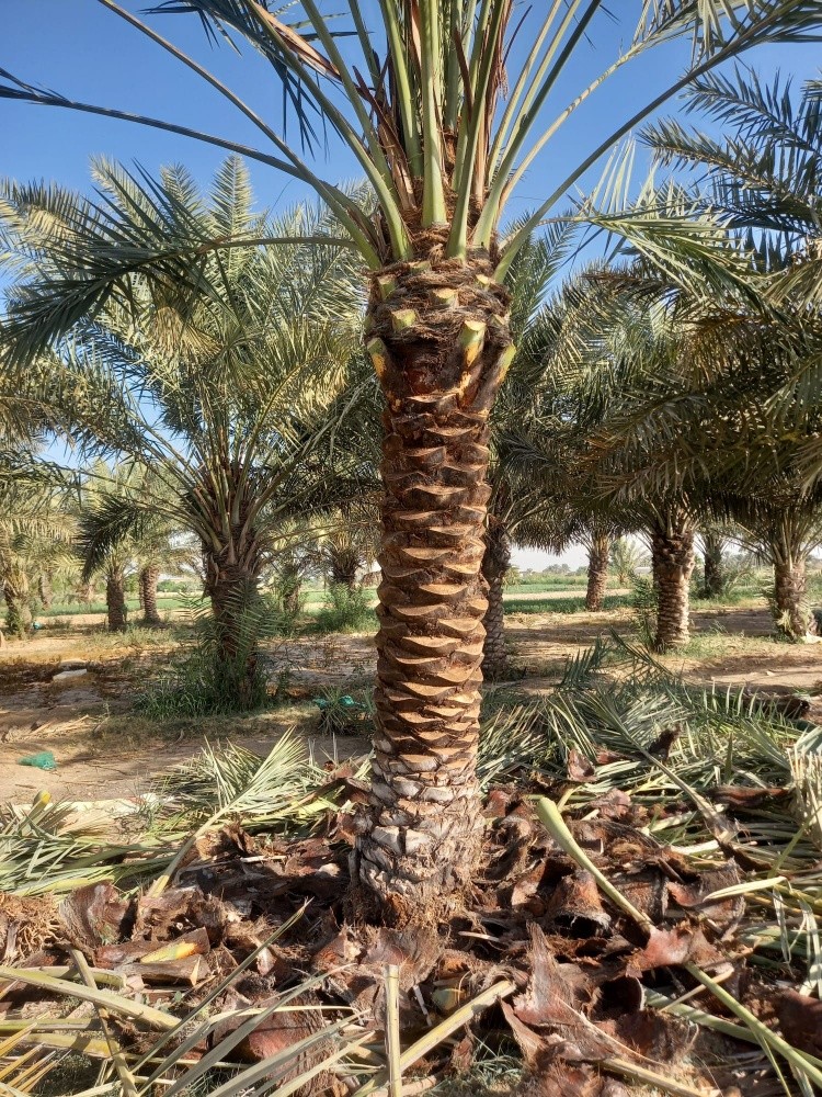 نخيل - 8